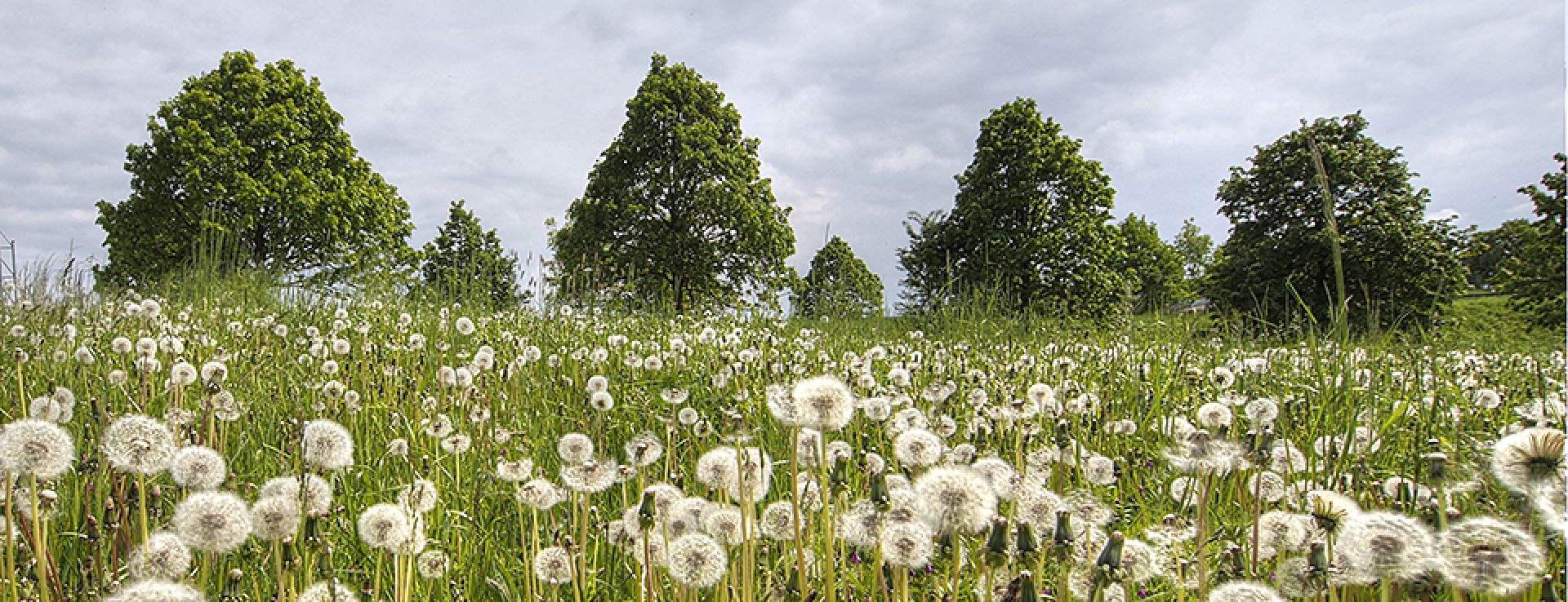 Pusteblumenwiese